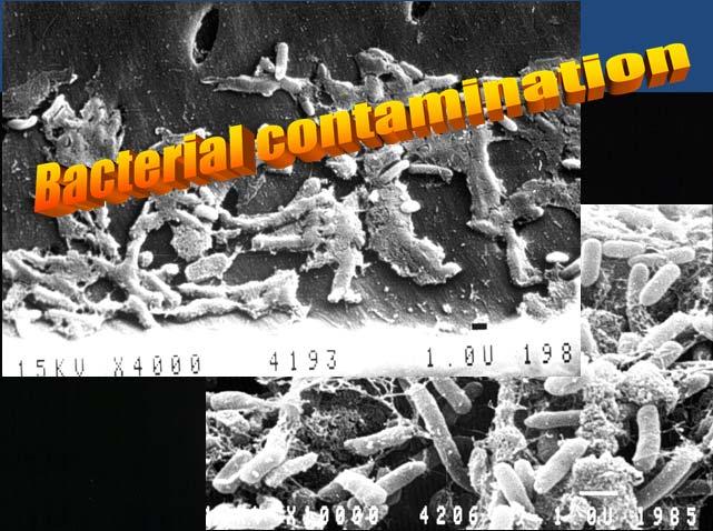 Bacterial contamination