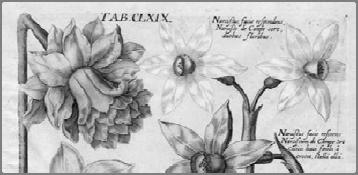 Origin and History Botanical genus Narcissus, first