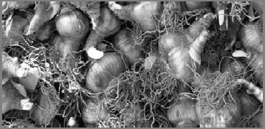 growth Label and map bulbs if so inclined; use fall foliage bulbs