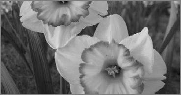 contact information, bulb growing information, and bulb resources (www.daffodilusa.
