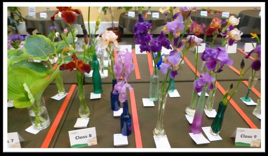 Exhibitor Guidelines GROOMING TIPS Carefully groom and remove damaged petals, foliage, bugs, pollen, soil and spent blooms. Disbud before exhibiting in a class requiring a single bloom.