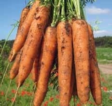 1 million seeds per Ha - Suitable for polythene covered crops - Smooth cylindrical roots - High pack out AVAILABLE