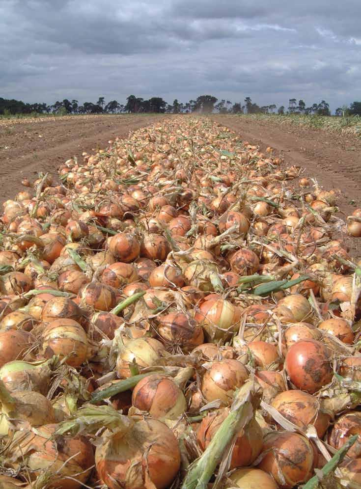 Premito Excellent early vigour, high yielding firm bulb for medium term storage - Very strong root