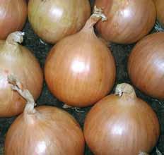 Salad Onions Sunnito Green Banner Very uniform sized bulbs - Very firm bulbs with a high weight to volume ratio - Thin necked plant with upright foliage