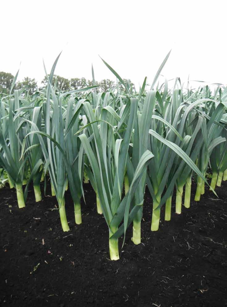 Volta Dual purpose, high yielding early leek - Dual purpose leek for pre-pack or loose - Can be block or module sown for early harvest -