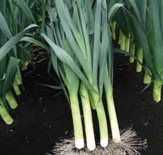 Quick and efficient harvest due to its easy stripping Copernicus (RS07391418) Dual purpose leek well suited to pre-pack - Dual purpose leek