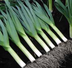 Drill March to May for harvest late August to Jan - Upright foliage with uniform shanks - Quick and easy to harvest - Good vigour and dense