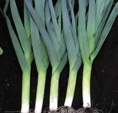 purpose leek for pre-pack or loose - Can be block or module sown for early harvest - Harvest from late July to Feb - Drill March to May for