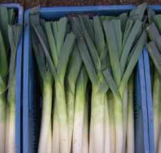 winter variety with very good frost tolerance - Late season maturing leek - Drill April to May for March to May harvest - Dark