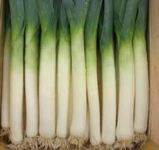 easy stripping Celcius (RS07381273) Lucretius (RS07389150) High yielding variety with consistent performance - Dual purpose leek