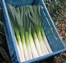 and length - Good seed vigour and germination Winter-hardy variety with excellent bolting tolerance - Late season maturing leek -