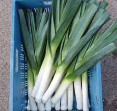 extreme winters securing supply Bluebell Excellent dark colour for late season production - Late season maturing leek - Drill April
