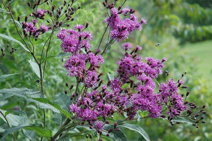 (Vernonia missurica) Height: 3-5' Color: Purple Bloom Time: Jul-Oct Soil Moisture: Dry-Mesic