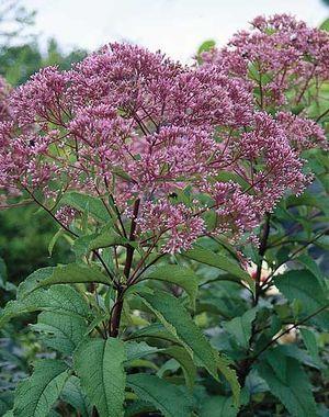 Joe-Pye Weed (Eupatorium maculatum) Height: 4-6' Color: Pink Soil Moisture: Wet to
