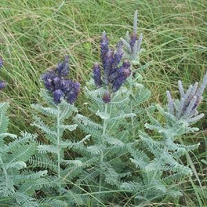 Bumblebees, Skippers, Butterflies, Moths Lead Plant (Amorpha canescens) Color: Purple