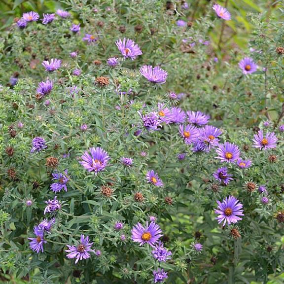 New England Aster (Aster novae-angliae) Height: 3-6' Color: Purple Bloom Time: