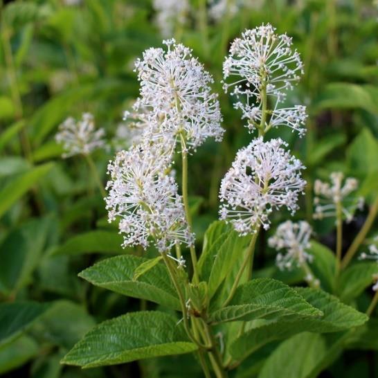 New Jersey Tea (Ceanothus americanus) Color: White Bloom Time: Jul-Aug Soil Type: