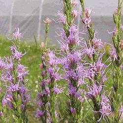Northern Blazing Star (Liatris scariosa) Height: 2-4' Color: Purple Bloom Time: