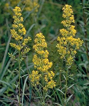 Showy Goldenrod (Solidago speciose) Height: 3-5' Bloom Time: Jul-Oct Soil Type: