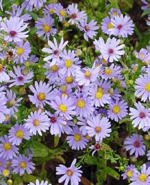 Blue Aster (Aster azureus) Color: Blue Bloom Time: Aug-Oct Soil Type: Clay,