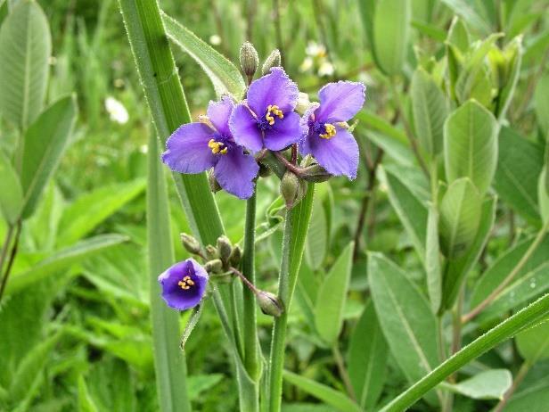 Spiderwort (Tradescantia ohiensis) Height: 2-4' Color: Blue Bloom Time: May-Jul