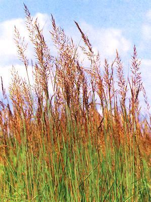 Canada Wild Rye (Elymus canadensis) Height: 3-5' Color: Green