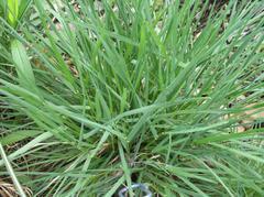 Birds June Grass (Koeleria cristata) Height: 1-2' Color: Green