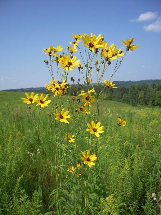 Tall Coreopsis (Coreopsis tripteris) Height: 4-7' Bloom Time: Jul-Oct
