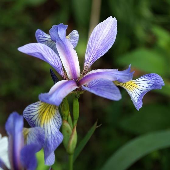 Bumblebees, Hummingbirds, Butterflies Wild Blue Iris (Iris versicolor) Color: Blue Bloom Time: