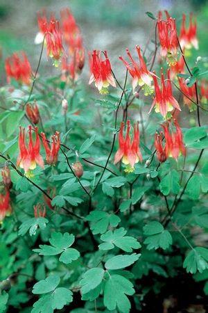 Bumblebees, Butterflies, Skippers Wild Columbine (Aquilegia canadensis) Color: Red Bloom Time: