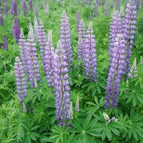 Wild Lupine (Lupinus perennis) Color: Blue Bloom Time: May-Jun Soil Moisture: