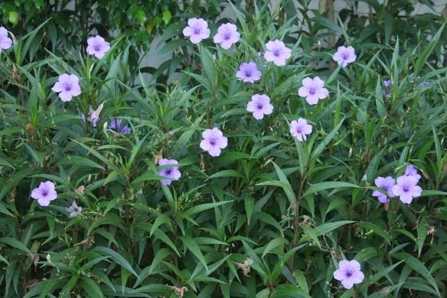 Bees, Butterflies Wild Petunia (Ruellia humilis) Height: 1-2' Color: Purple