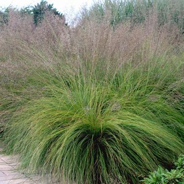 Birds Prairie Cordgrass (Spartina pectinata) Height: 4-8' Color: Green Bloom