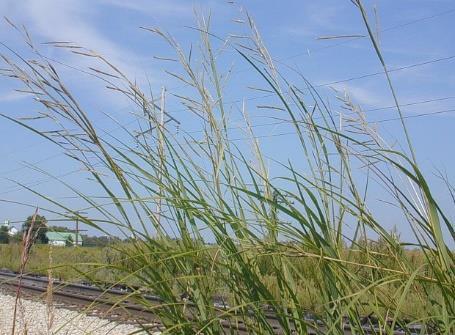 Prairie Dropseed (Sporobolus heterolepis) Height: 2-3' Color: Green Bloom