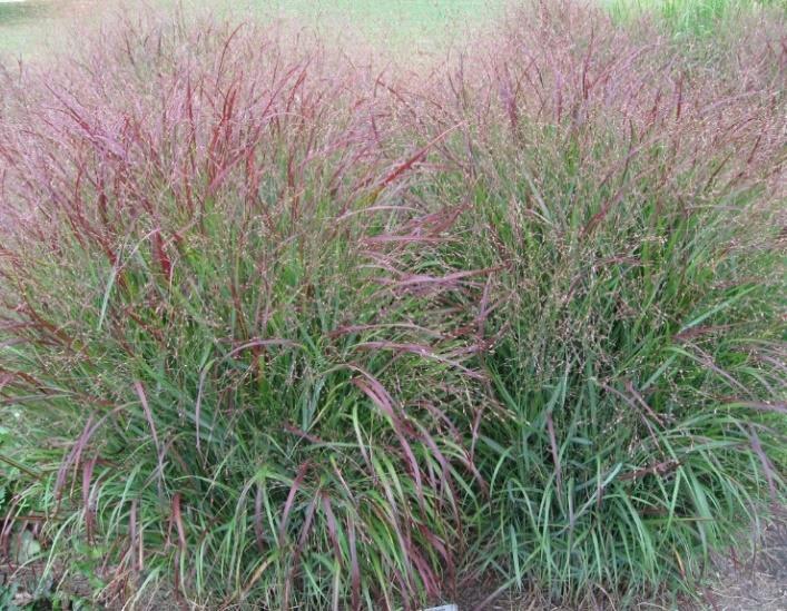 Switchgrass (Panicum virgatum) Height: 4-6' Color: Green Bloom Time: May-Sept Soil