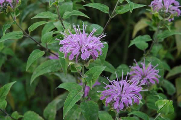 Wildflowers Bergamot (Monarda fistulosa) Height: 2-4' Color: Lavender Bloom Time: