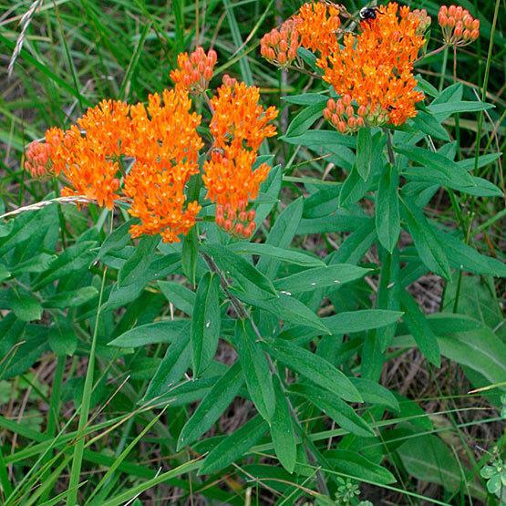 Butterflies, Beetles Butterfly Weed (Asclepias tuberosa) Height: 2-3' Color: Orange