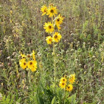 Bumblebees Compass Plant (Silphium laciniatum) Height: 4-9' Bloom Time: Jun-Sept Soil