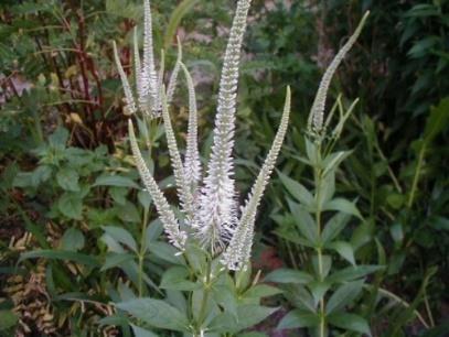 (Veronicastrum virginicum) Height: 3-5' Color: White Bloom Time: Jul-Aug Soil Moisture: