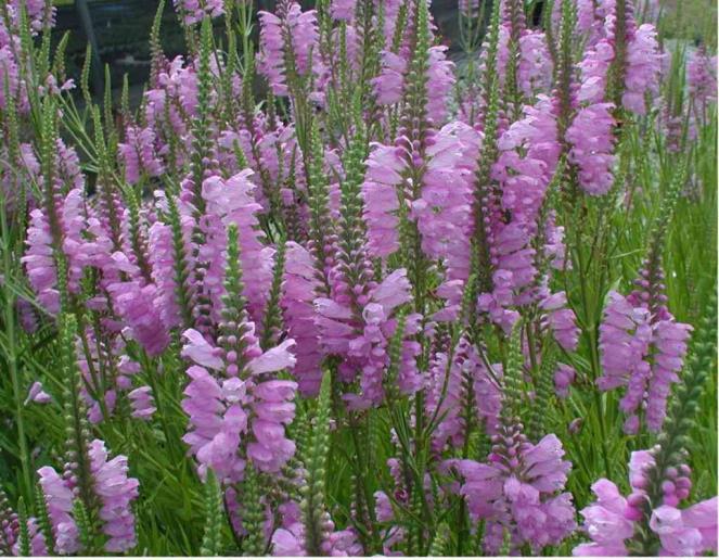 Dragonhead (Physostegia virginiana) Height: 3-4' Color: Pink Bloom Time: