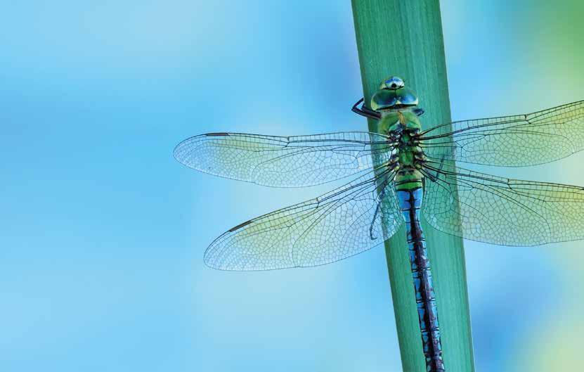 Drying Hardening Versatile product portfolio for optimum drying processes Reliable drying performance forms the basis for excellent results A storm destroys up to 80% of hatching dragonflies.