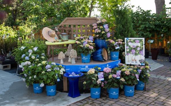 IT KEEPS GETTING BETTER AND BETTER. In a crowded market, the first and best-selling hydrangea brand continues to innovate.