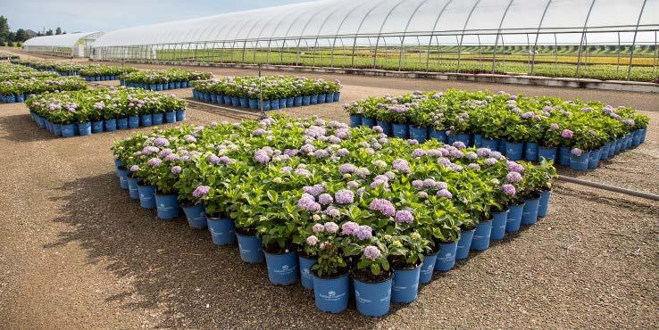 ENDLESS SUCCESS We understand how important it is for Endless Summer to lead the way in the hydrangea market.