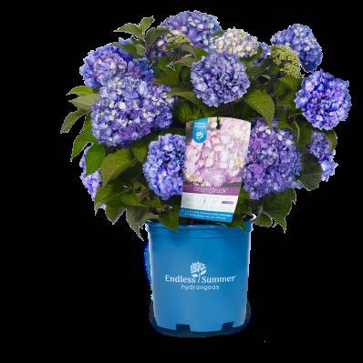 success. Endless Summer is the first hydrangea brand bred for continuous blooming all summer long.