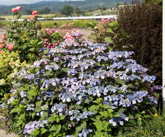 Hydrangea macrophylla 'PIIHM-I' PP20,176 Hardiness Zone: 4 9 Full Sun to Part Shade Height and width: