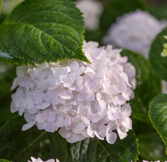 Hydrangea macrophylla 'Blushing Bride' PP17,169 Hardiness Zone: 5-9 Full Sun to Partial Shade Height