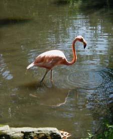 creation for park visitors. Waterfowl can be found easily in the Zoo! Flamingo Pond Inventory It!