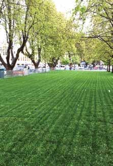 8 TURF BLEND A dark green deep rooted, disease tolerant blend. It has good wear tolerance and suits most soil types. An ideal choice for home lawns.