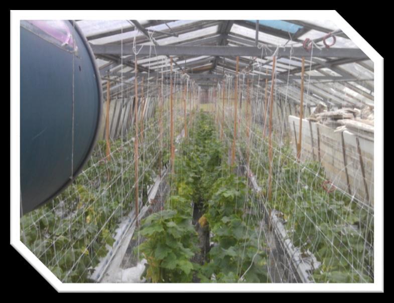 CROP SUPPORT AND PRUNING Large and bushy plants will require support. Good support increases crop density and yield. Canes, strings, clips, nets, frames can all be used.