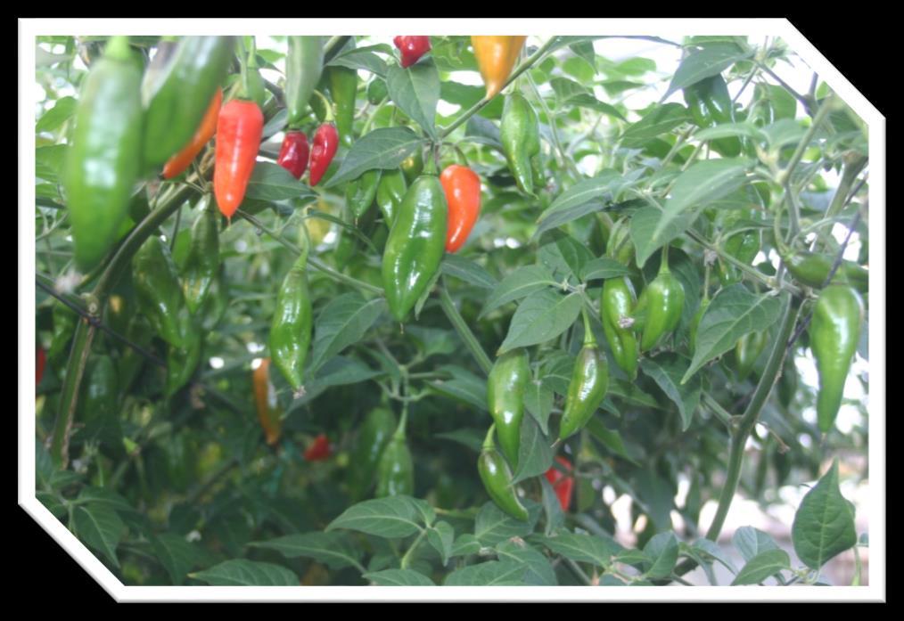 OVERVIEW Housekeeping Introductions History of Chilli Peppers Variety selection Propagating Potting on Support and pruning Feeding your plants